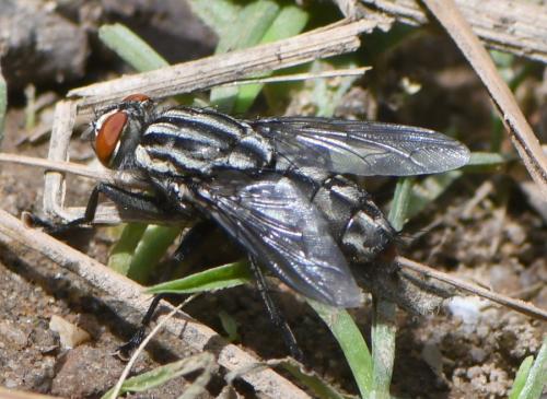 Sarcophaga sp.